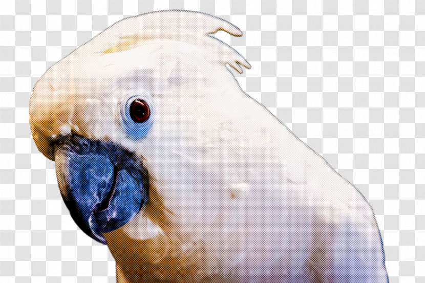 Bird Beak Cockatoo Parrot Parakeet Transparent PNG