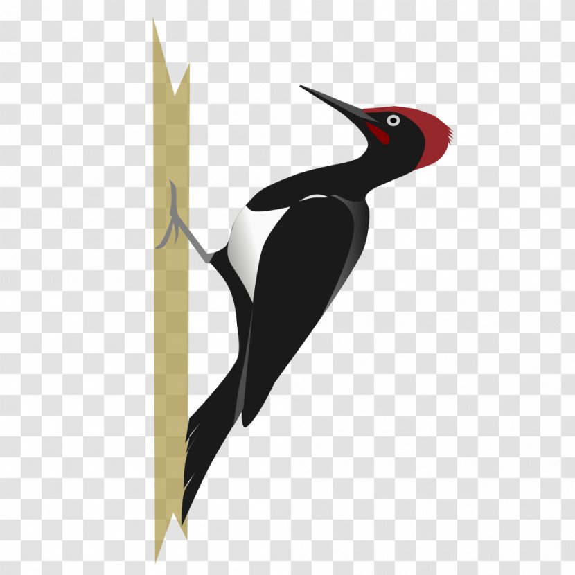 White-bellied Woodpecker Bird Black-rumped Flameback Transparent PNG
