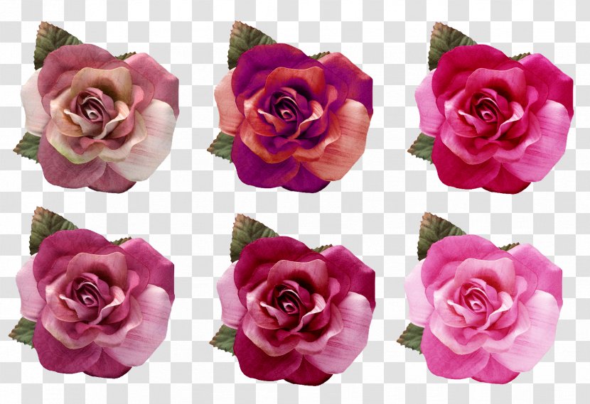 Beach Rose Garden Roses Centifolia Pink Blue Transparent PNG