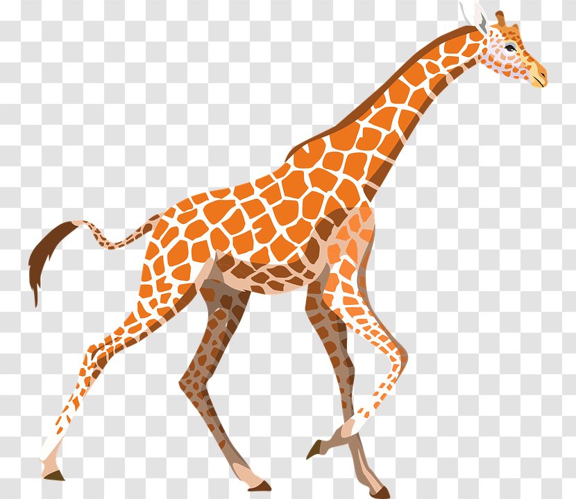 Giraffe T-shirt Hoodie Clip Art - Zoo Transparent PNG