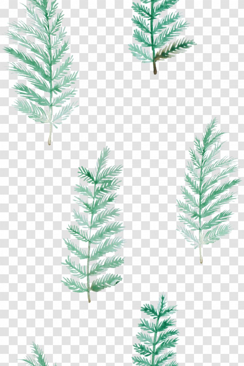 Desktop Wallpaper Succulent Plant - Conifer - Fern Transparent PNG