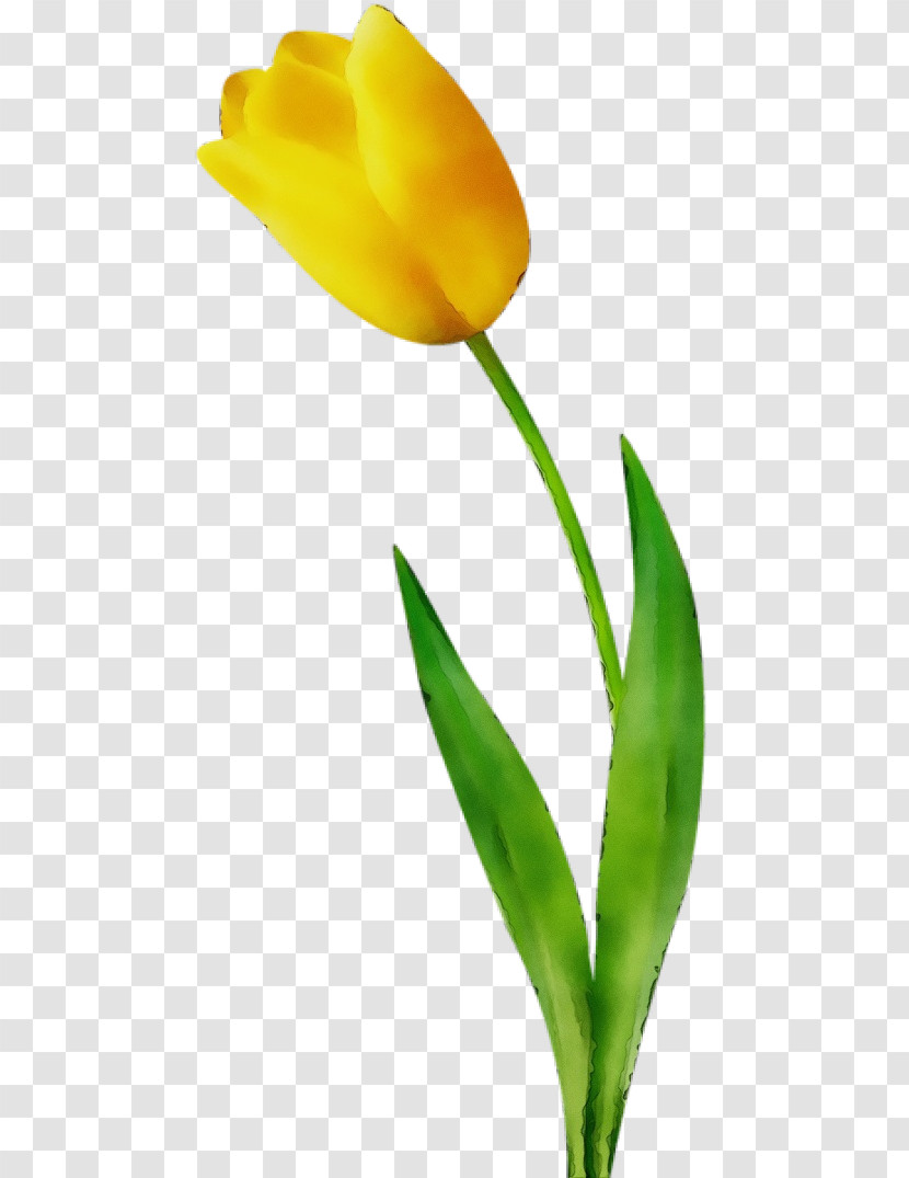 Flower Tulip Plant Yellow Leaf Transparent PNG