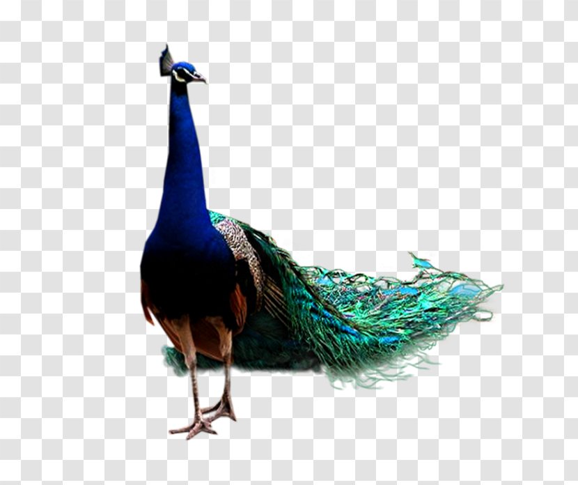 Bird Peafowl Feather - Peacock Transparent PNG