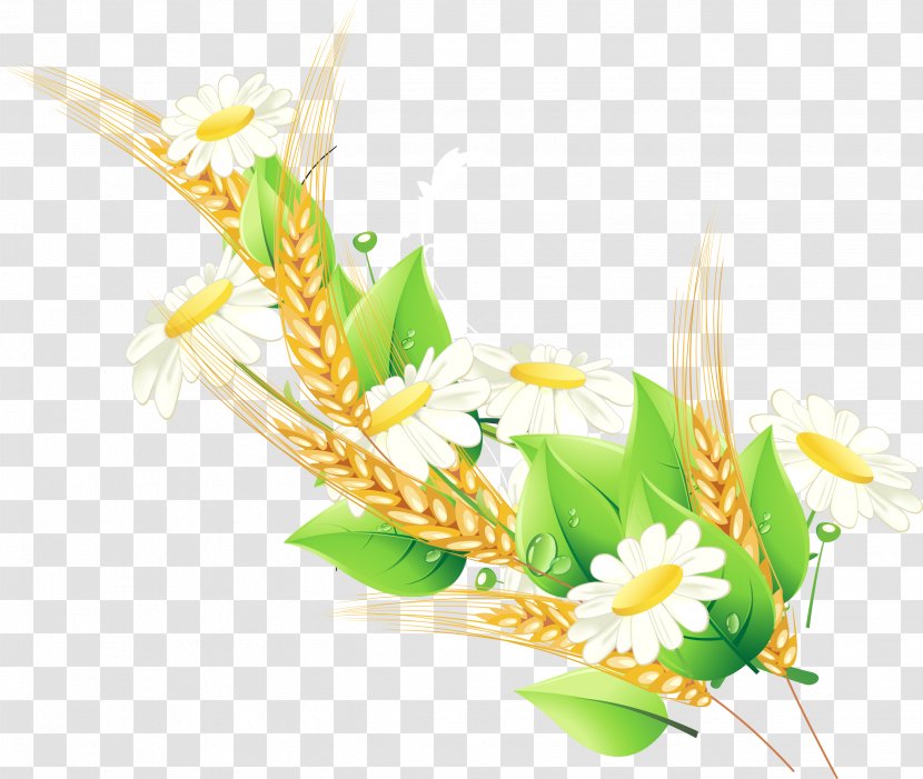 Floral Design Adobe Illustrator Euclidean Vector - Common Daisy - Handmade Wheat Decorative Transparent PNG