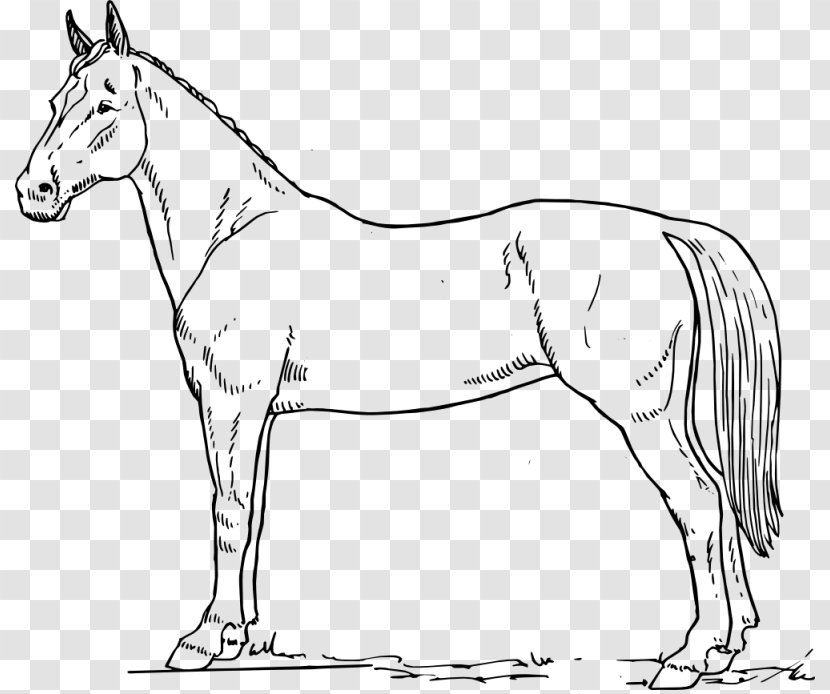 Horse Drawing Black And White Clip Art - Pack Animal Transparent PNG