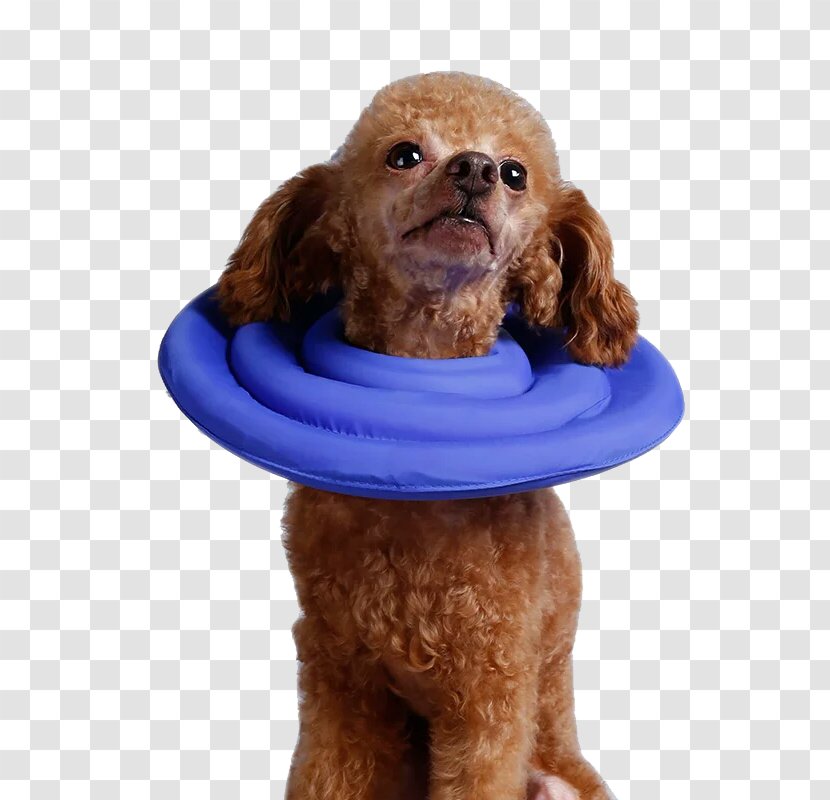 Dog Collar Cat Puppy Elizabethan - Textile - Pride Face Pet Headgear Transparent PNG