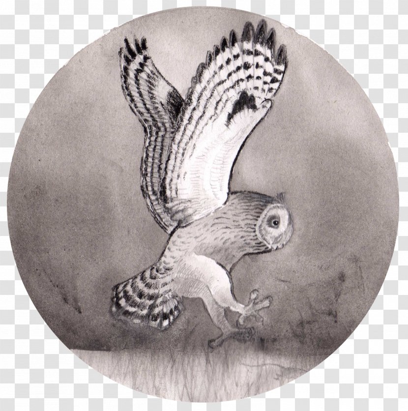 Owl Drawing Fauna /m/02csf Beak - Black And White Transparent PNG