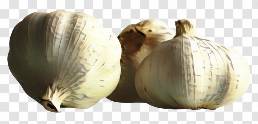 Onion Cartoon - Still Life - Allium Transparent PNG