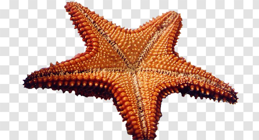 Starfish Marine Invertebrates Sea Clip Art Transparent PNG
