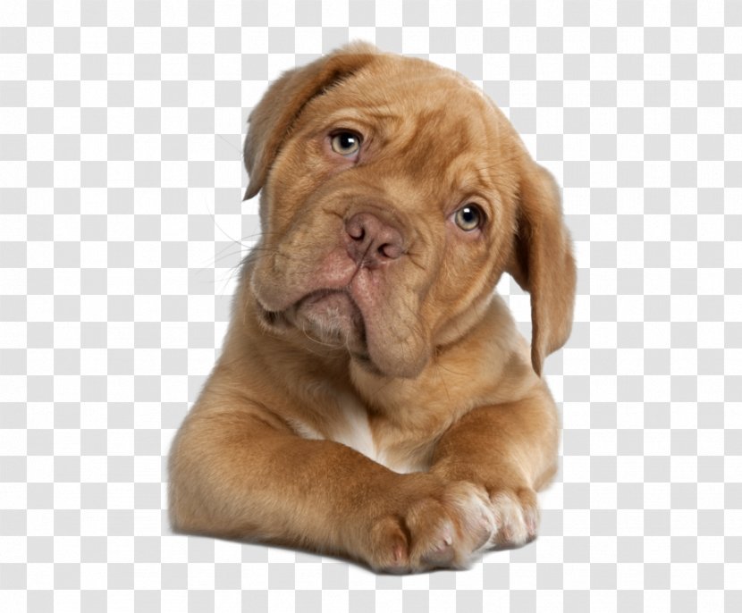 Dogue De Bordeaux English Mastiff French Bulldog Puppy - Old Transparent PNG