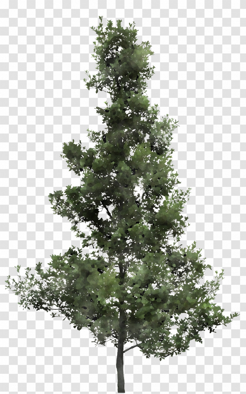 Tree Balsam Fir Shortleaf Black Spruce White Pine Yellow Fir Transparent PNG