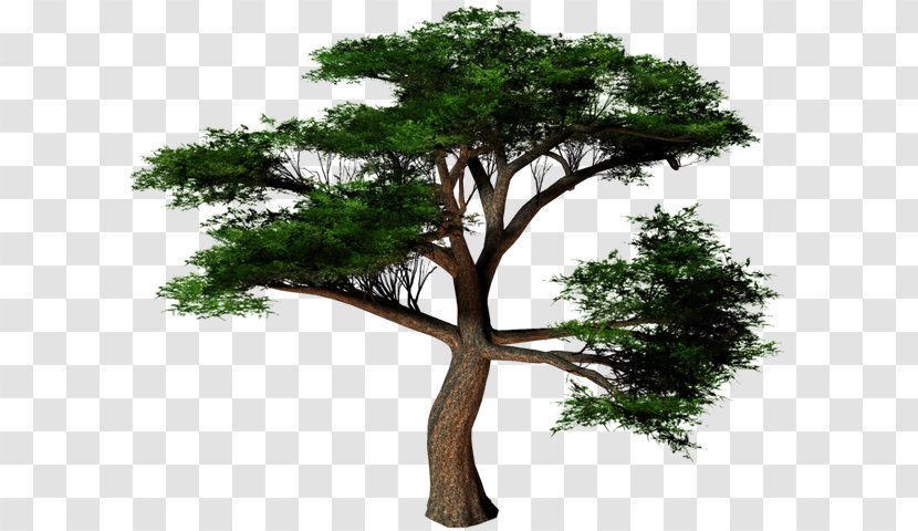 Plane Trees Cottonwood Conifers - Tree Transparent PNG