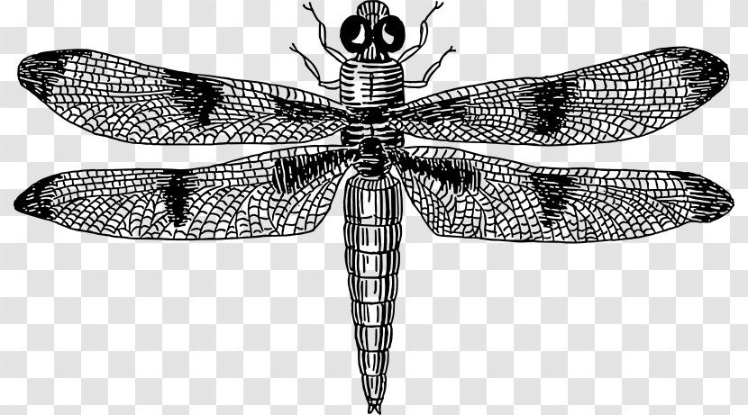 Dragonfly Drawing Clip Art Transparent PNG