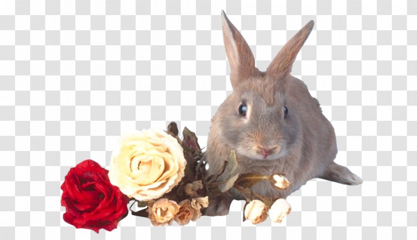 Domestic Rabbit Hare - Animation - And Rose's Story Transparent PNG