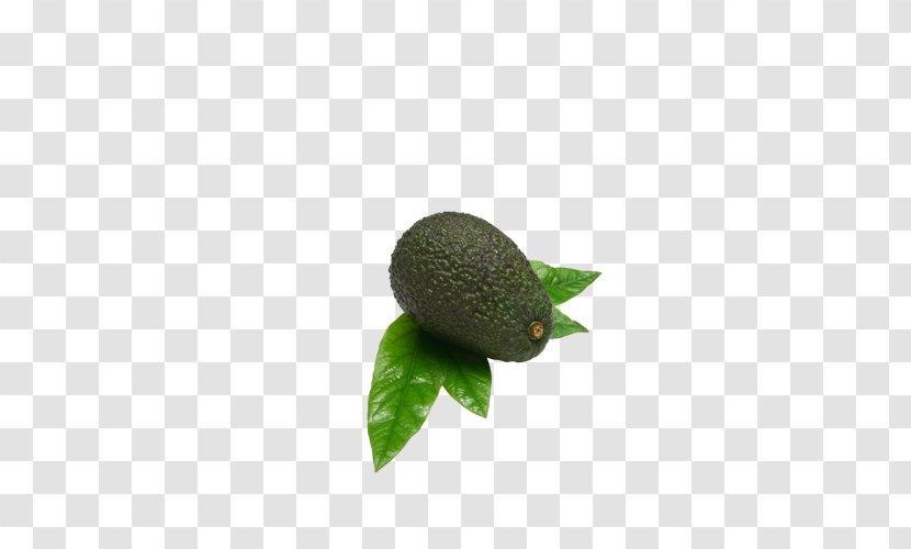 Avocado Fruit Auglis - Food Transparent PNG