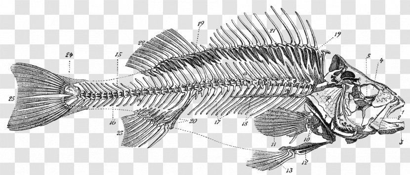 Bony Fishes Skeleton Bone Fish Anatomy - Dead Transparent PNG