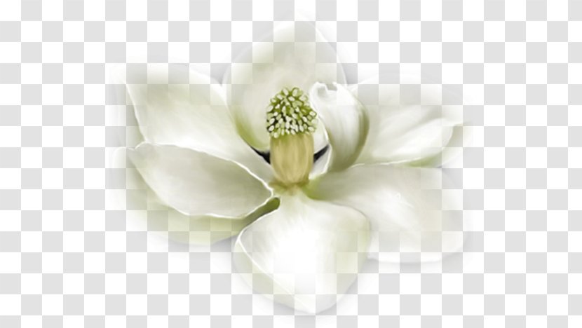 Flower Southern Magnolia Polyvore White Transparent PNG