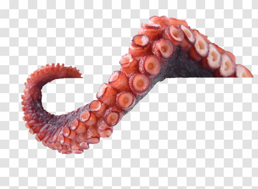 Octopus Tentacle Argonaut Science - Worm - Calamares Transparent PNG
