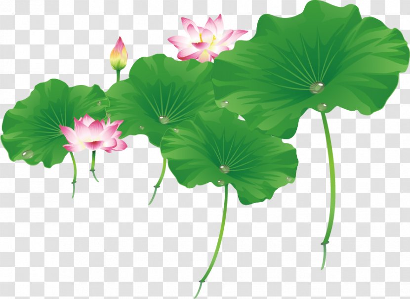 Nelumbo Nucifera Euclidean Vector Leaf - Flower - Lotus And Transparent PNG