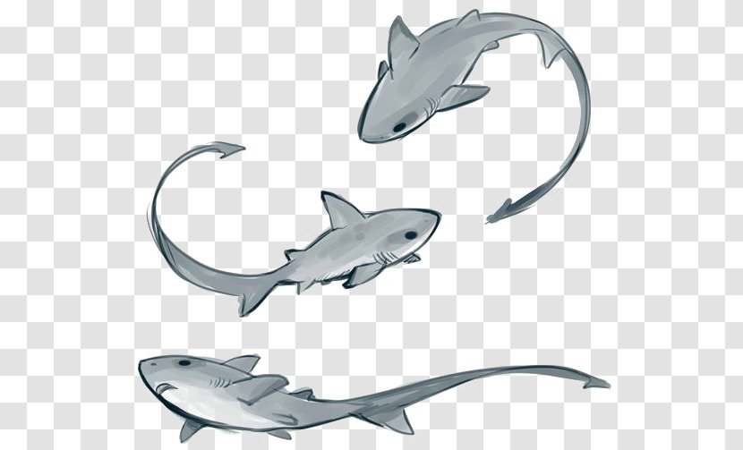 Thresher Shark Drawing Tiger Remora - Pilot Fish Transparent PNG