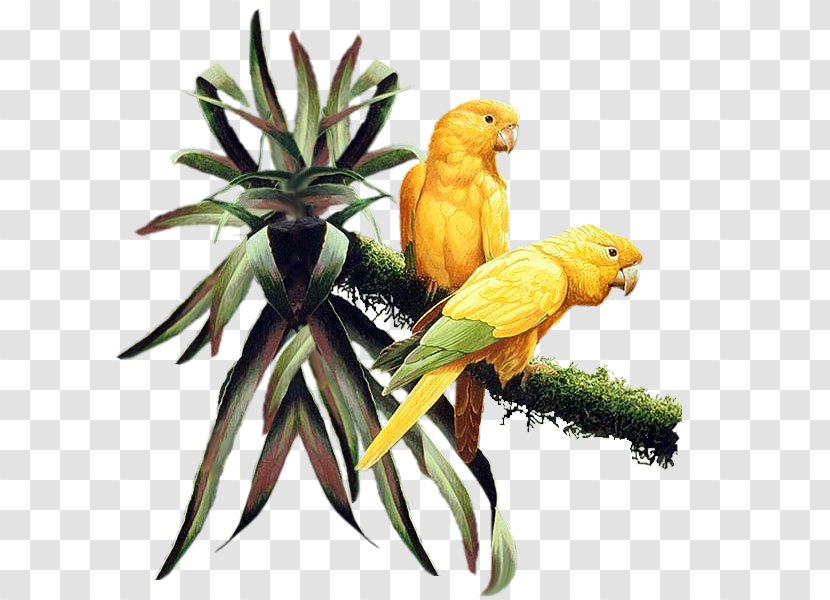 Bird Parakeet Clip Art - Fauna Transparent PNG