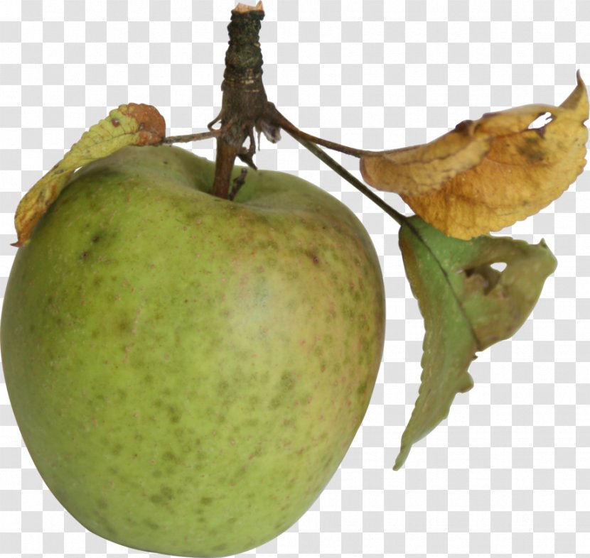 DeviantArt Apple Work Of Art Artist - Fruit - Leaves Transparent PNG