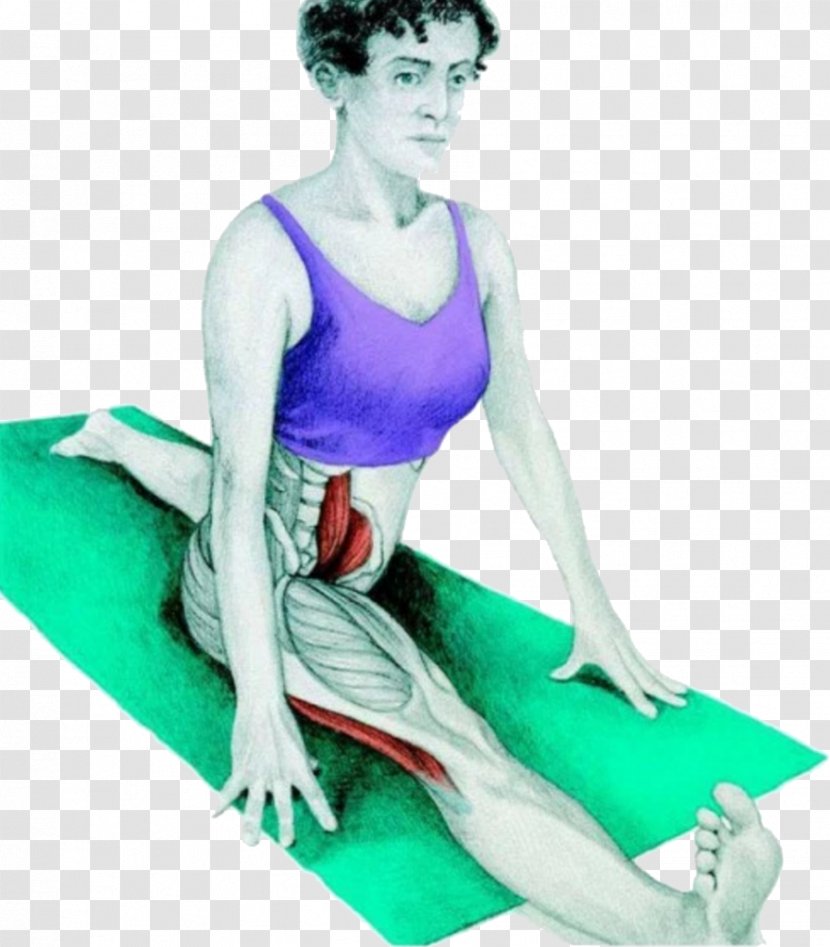 Stretching Muscle Split Hamstring Exercise - Cartoon Transparent PNG