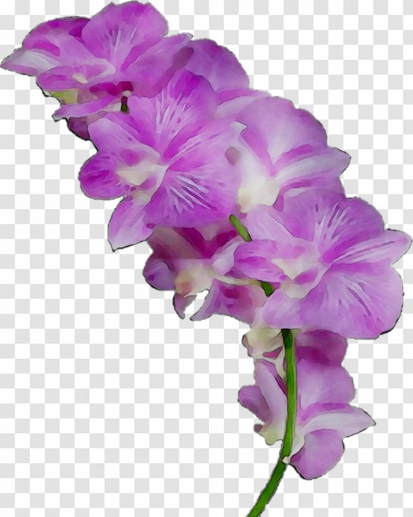 Moth Orchids Cut Flowers Cattleya Gladiolus - Orchid - Sweet Pea Transparent PNG