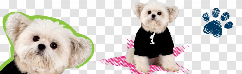 Morkie Maltese Dog Puppy Breed Companion - Clothes - Rescue Heroes Transparent PNG