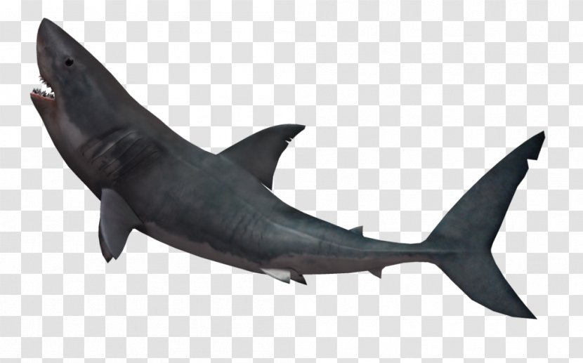 Great White Shark Attack Tiger - Cartilaginous Fish Transparent PNG