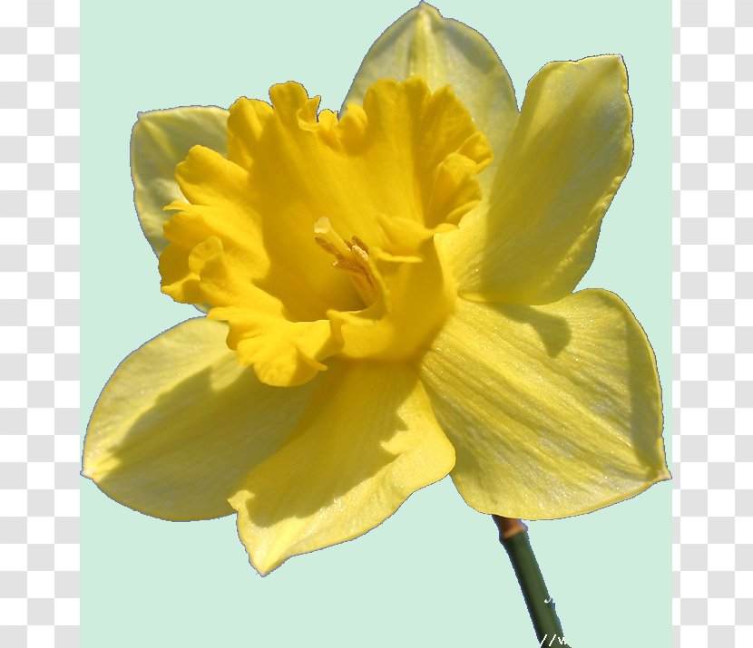 Flowering Plant Daffodil Jonquille - Idea - Charlie Chaplin Transparent PNG