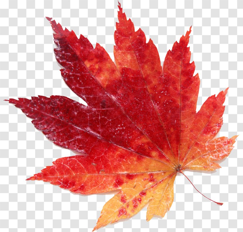 Maple Leaf Red Transparent PNG