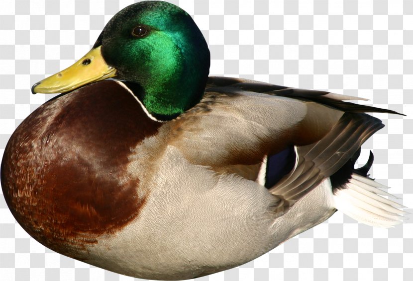 Duck Mallard Bird Goose - Daffy - Get Together Transparent PNG