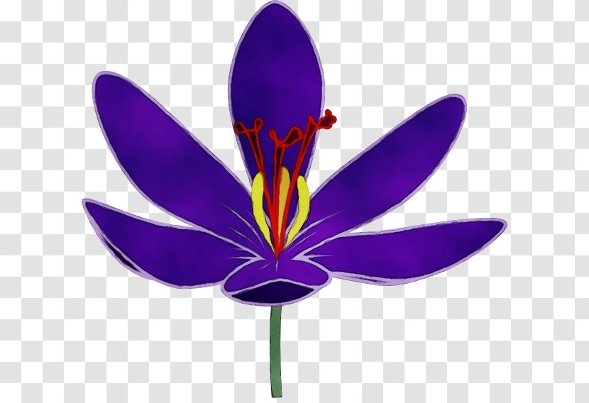 Purple Flower Petal Violet Plant - Iris Family Transparent PNG
