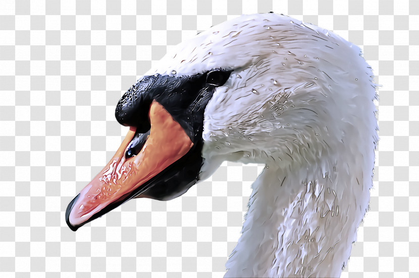 Swan Bird Beak Water Bird Ducks, Geese And Swans Transparent PNG