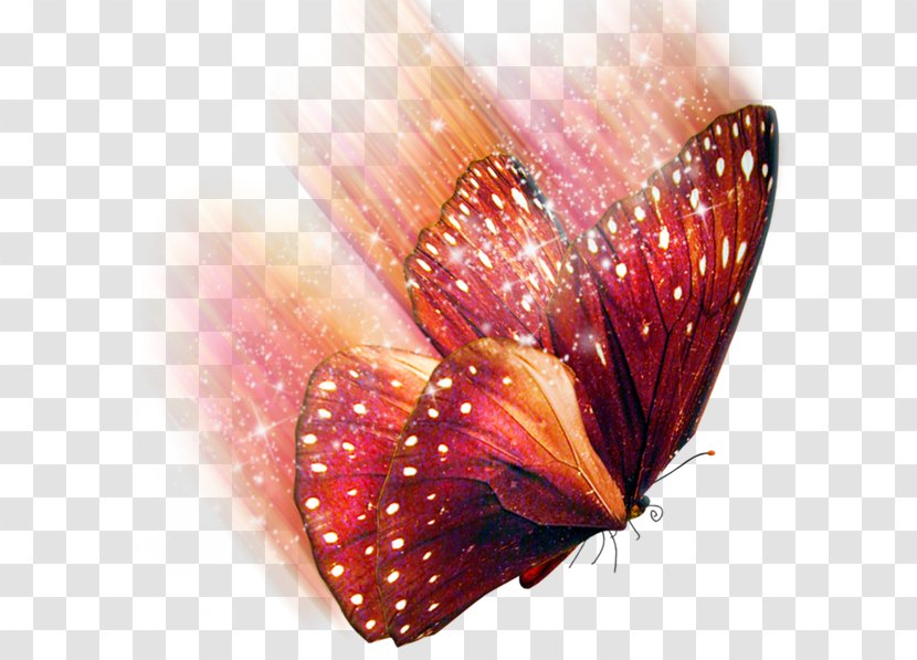 Clip Art - Pollinator - бабочки Transparent PNG