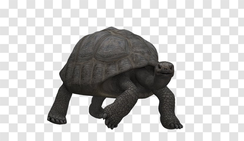 Tortoise Turtle Reptile Image - Terrestrial Animal Transparent PNG