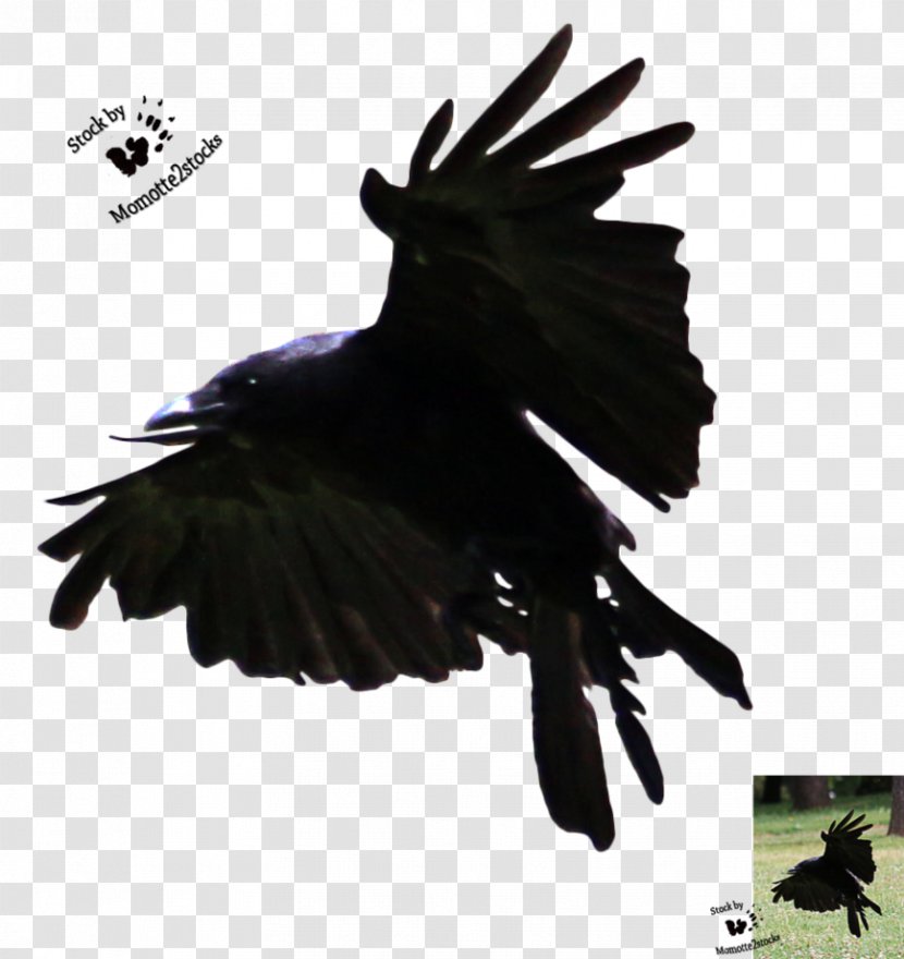 American Crow Bird Flight Common Raven - Art Transparent PNG