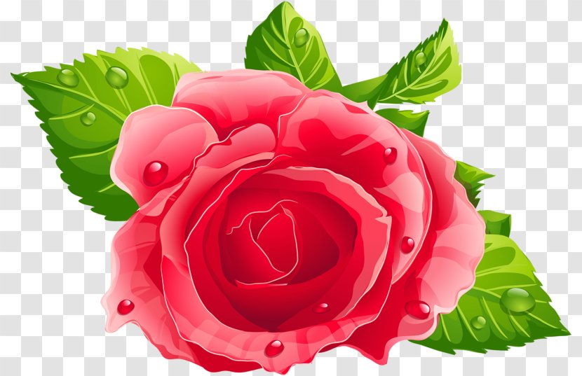 Rose Pink Clip Art - Flower Transparent PNG