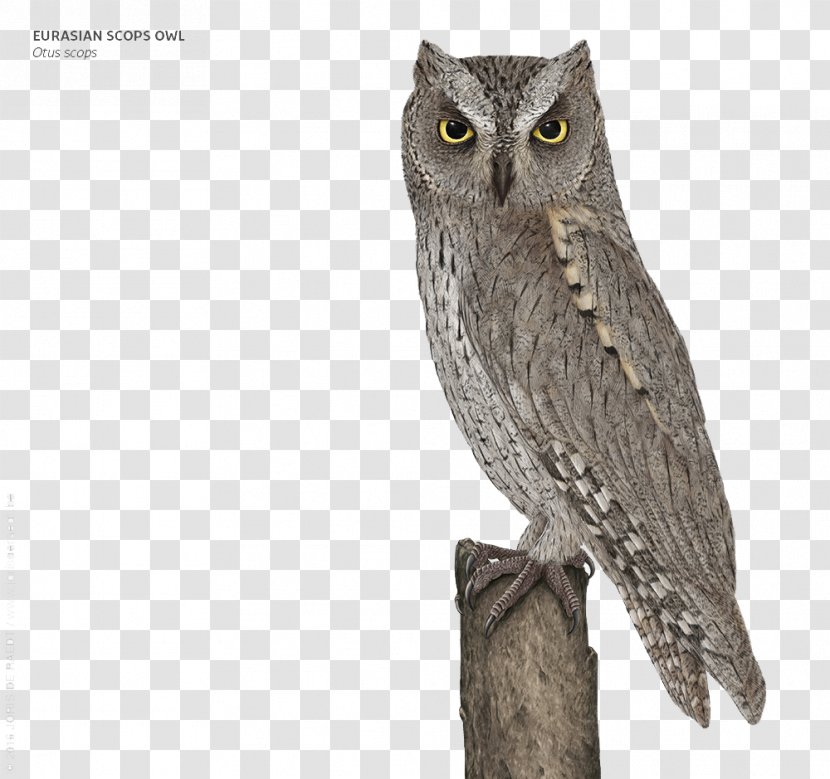 Great Grey Owl Transparent PNG