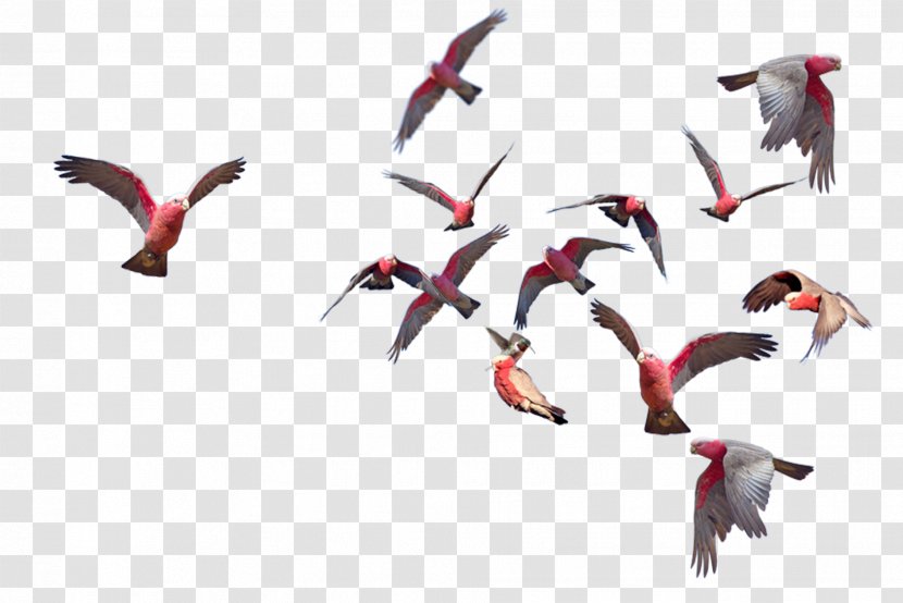 Bird Migration Flock Beak Water Transparent PNG