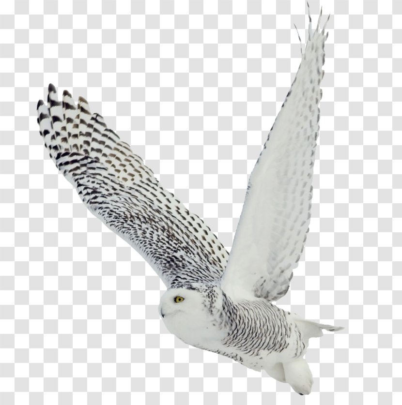 The White Owl Black-and-white Bird Barred Snowy - Photography Transparent PNG