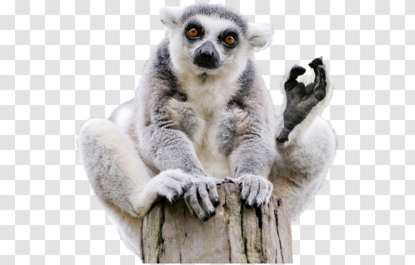 Lemuridae Ring-tailed Lemur Lemurs Madagascar Monkey - Species Transparent PNG