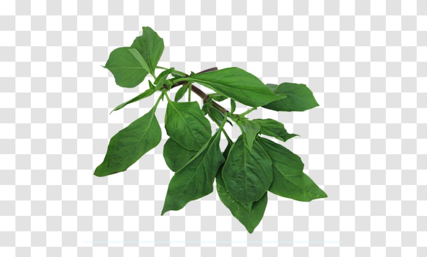 Basil Leaf Thai Cuisine Clip Art - Vegetable Transparent PNG