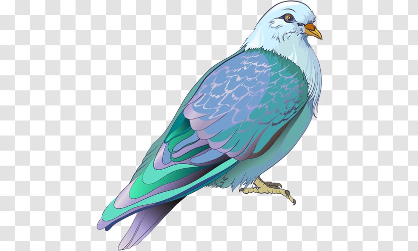 Bird Columbidae Drawing - Realism Transparent PNG