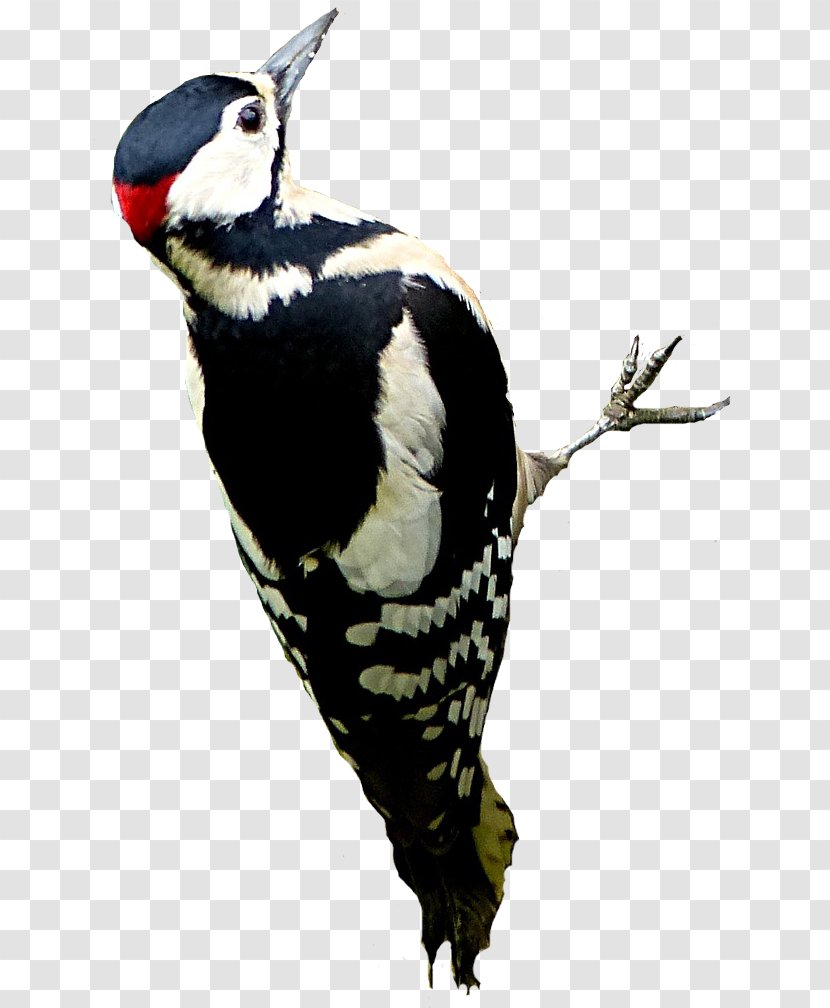 Great Spotted Woodpecker Bird Rock Dove Feather - Fauna Transparent PNG