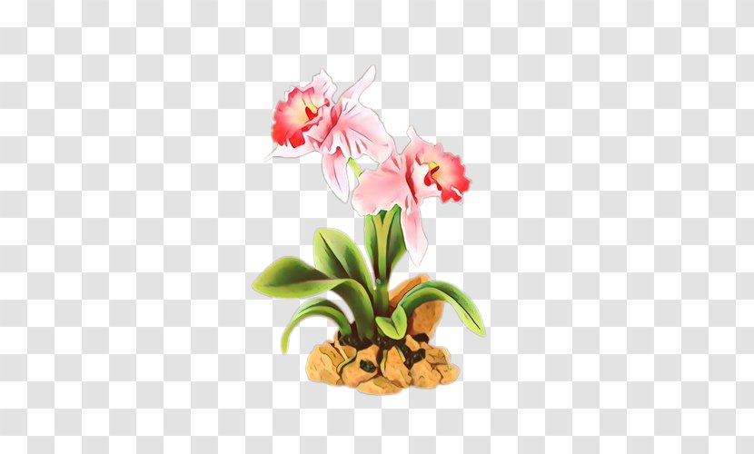 Flower Flowering Plant Moth Orchid Pink - Amaryllis Belladonna - Petal Transparent PNG