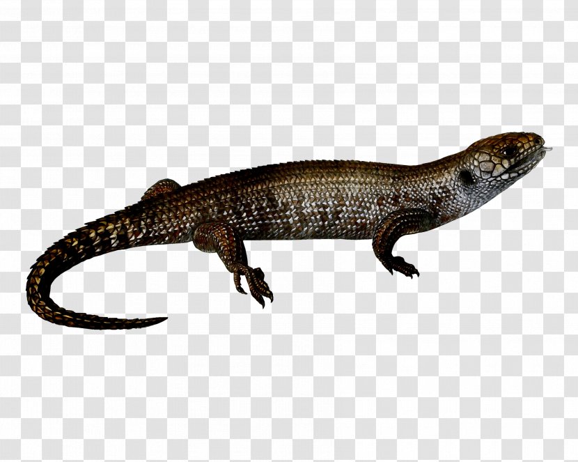 Newt Skink Gecko Terrestrial Animal Fauna Transparent PNG