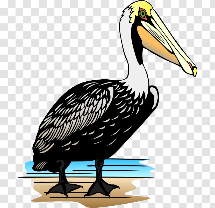 Brown Pelican Free Content Clip Art - Wing - Polar Bear Clipart Transparent PNG