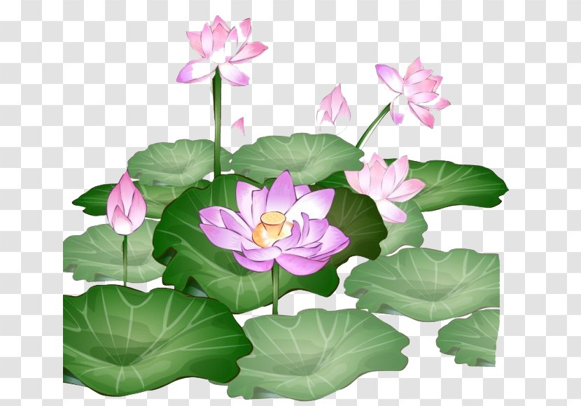 Nelumbo Nucifera Cartoon Illustration - Flower - Green Lotus Transparent PNG